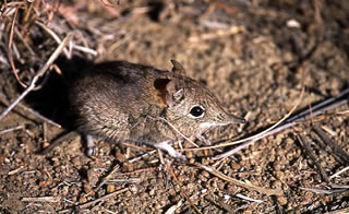 Elephantulus brachyrhynchus