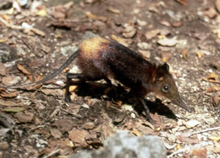 Rhynchocyon chrysopygus